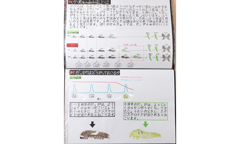 科学部門